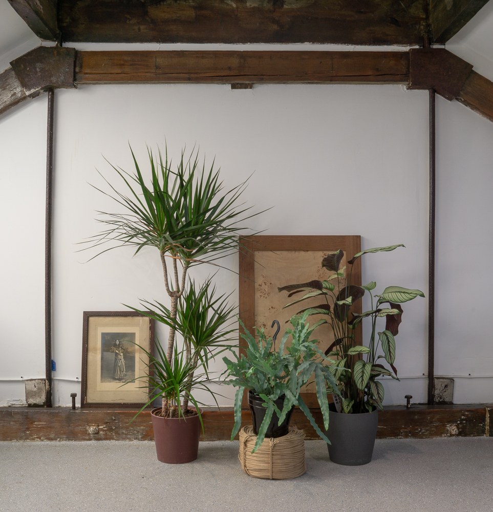 Studio wall, Plants.
